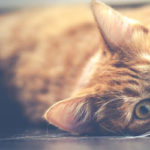 便秘の猫に要注意！｜「馬尾仙椎症候群」と診断されたクロのレントゲン写真